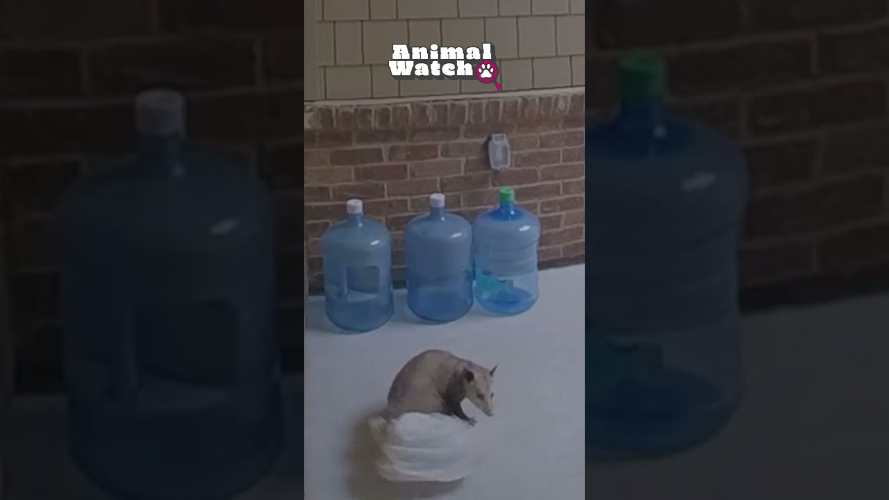 Funny Critters Caught On Camera