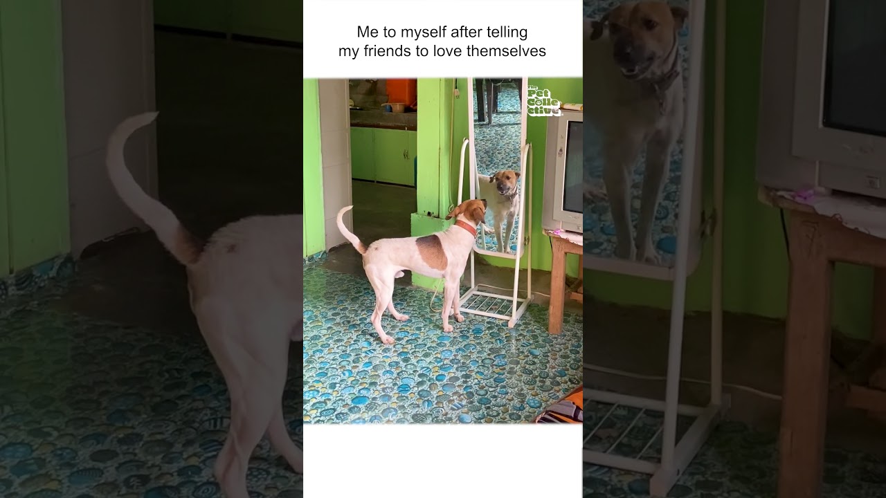 Funny Dog Barks at Own Reflection in Mirror