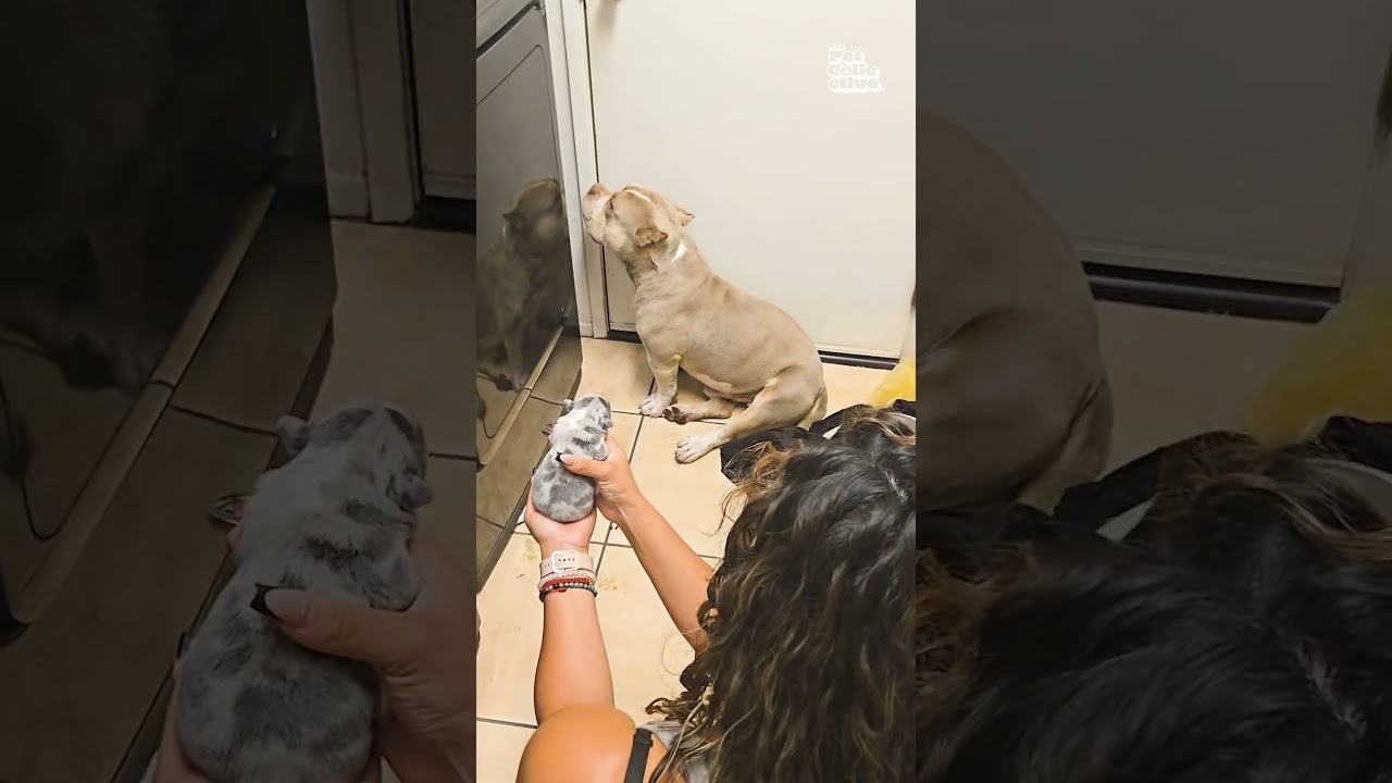 Funny Dog Does Not Want To See His Newborn Puppy