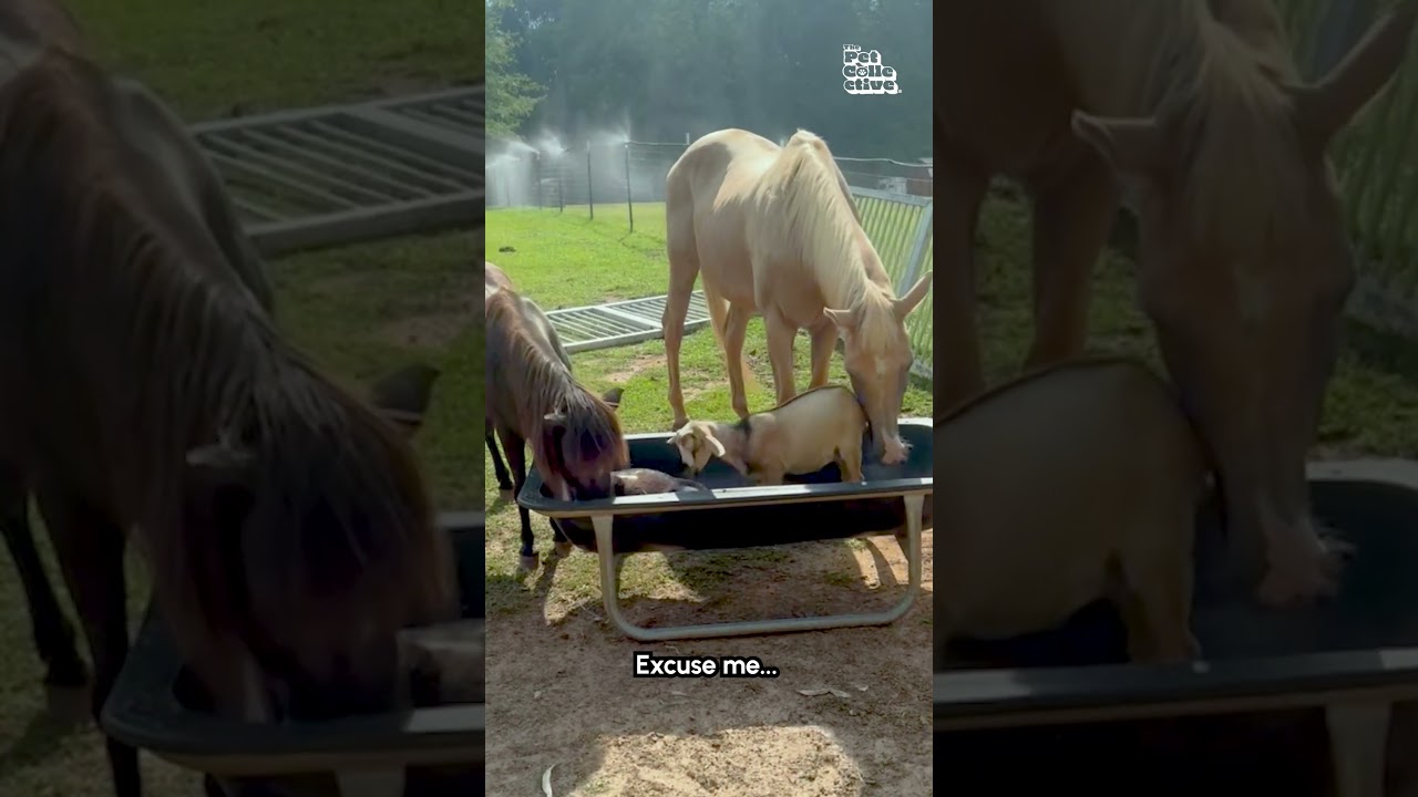 Funny Horse Kicks Sleeping Goat Out Of Feeding Tray