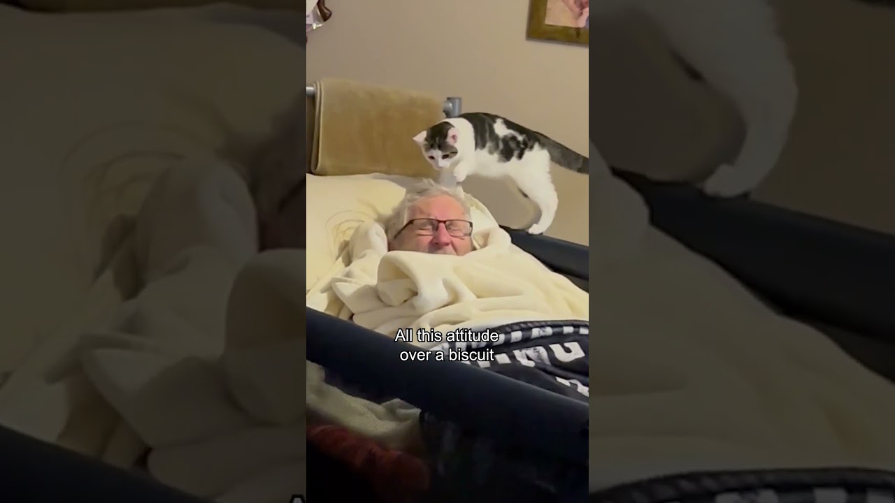 Funny Kitten Demands Biscuits!