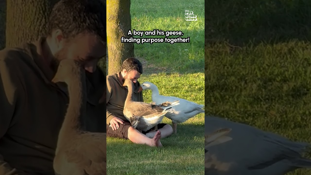 Gentle Geese Comfort Man With Special Needs