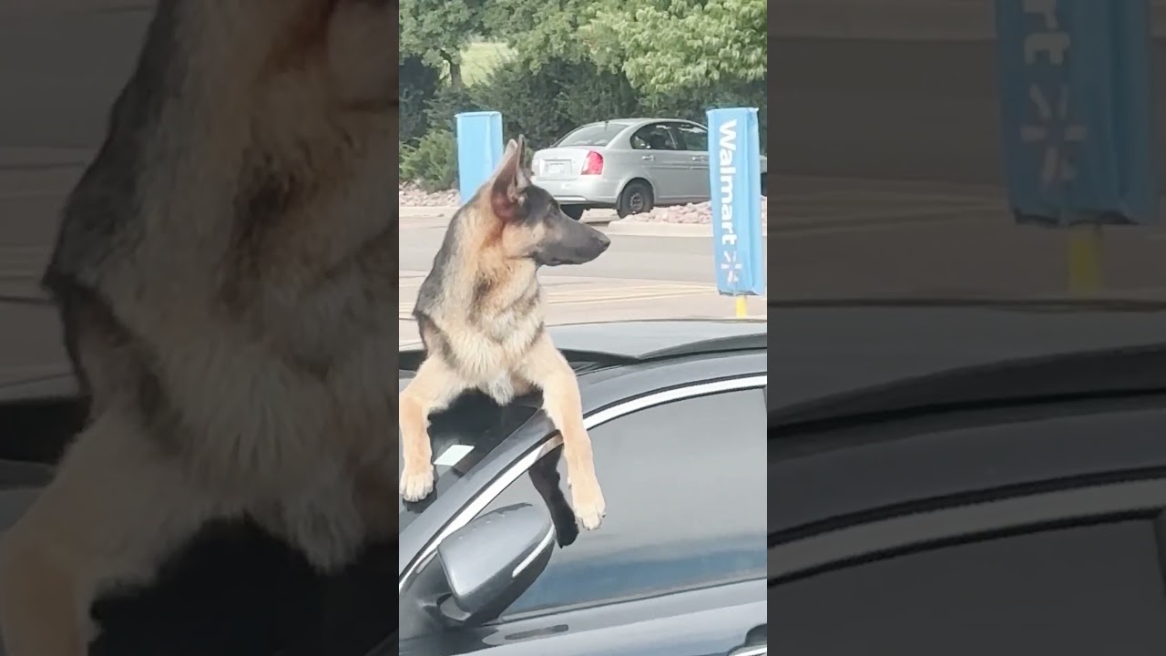 German Shepherd Hangs Halfway Out of Car Sun Roof