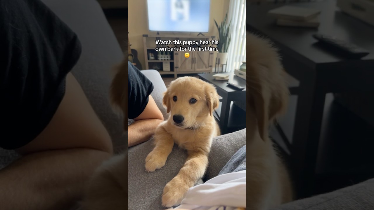 Golden Puppy Hears His Own Bark For The First Time!