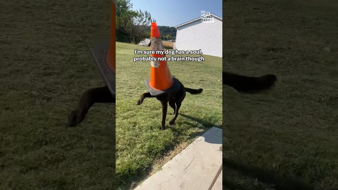 Goofy Dog Runs Around With Traffic Cone On Head