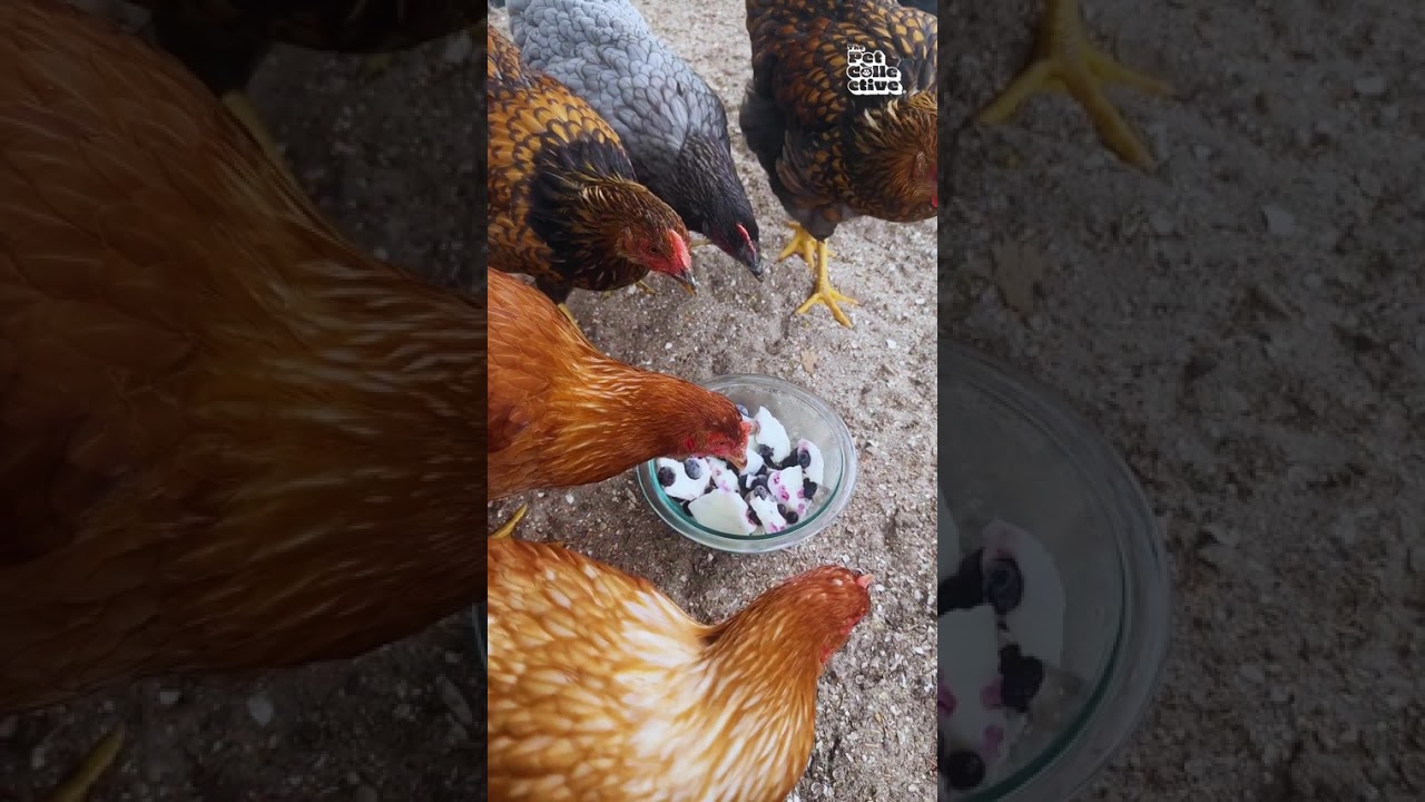 Hilarious Chickens Don't Know What to Do With Frozen Treat