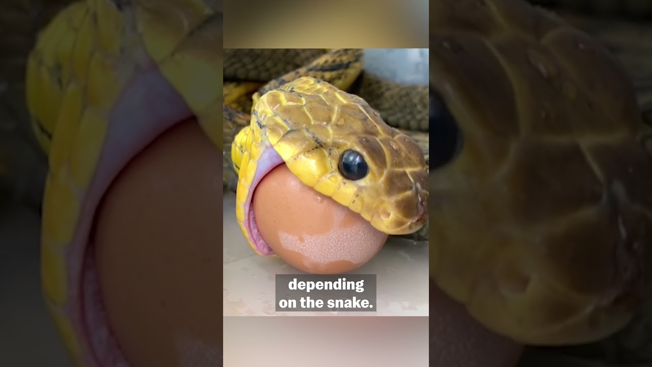 How To Properly Care for a Pet Snake | Pet Pointers