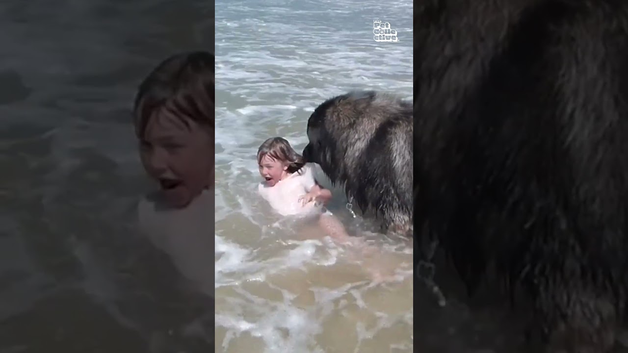 INCREDIBLE Dog Pulls Little Girl From The Ocean 😍