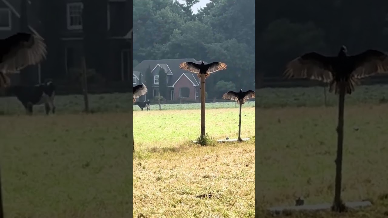 Incredible Moment California Condors Are Spotted Sunbathing