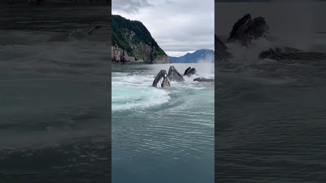 Incredible Pod of Whales Greet Boats