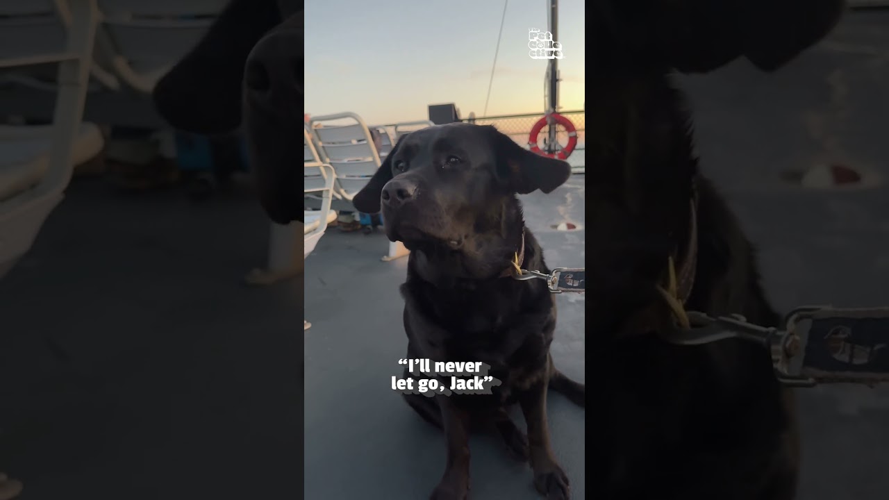 He's got the wind in his sails! π₯Ήππ  #Dog #Cute #CuteDog