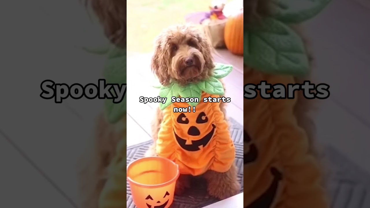 It's Officially Spooky Season!