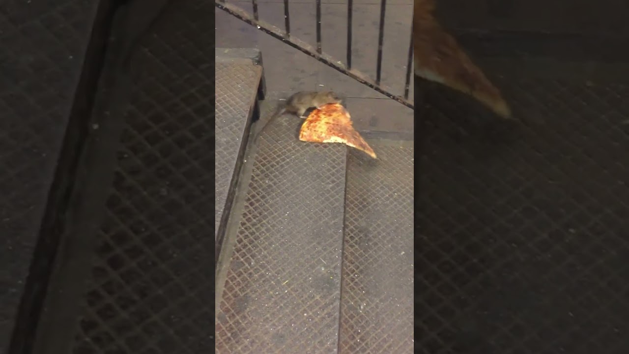 ICONIC Pizza Rat Video Turns 10 Years Old! 😮🍕🐀