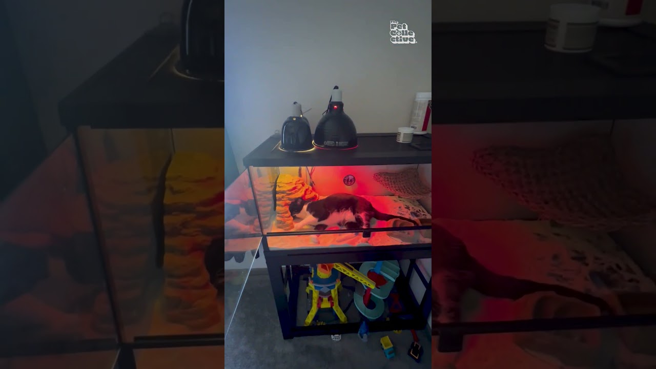 Jealous Cat Invades Lizard's Terrarium as Lizard Rests on Cat Perch