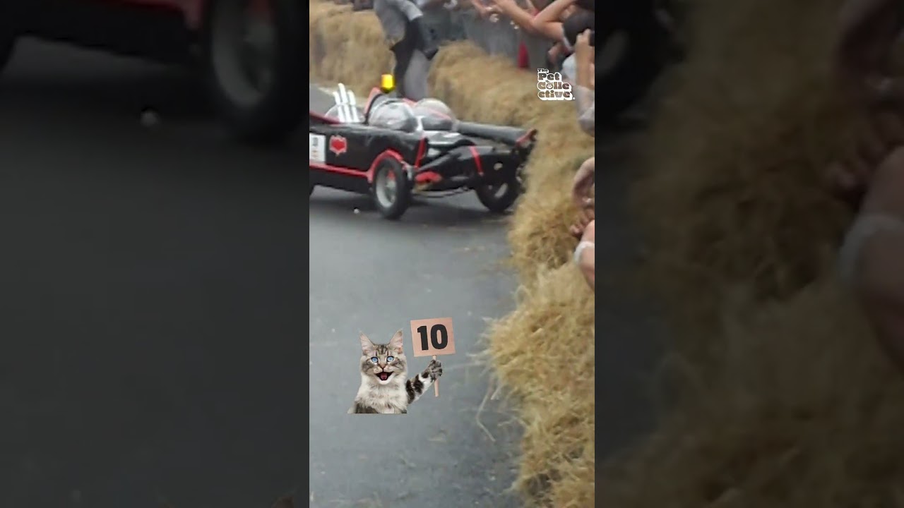 Judgy Cat vs Batman
