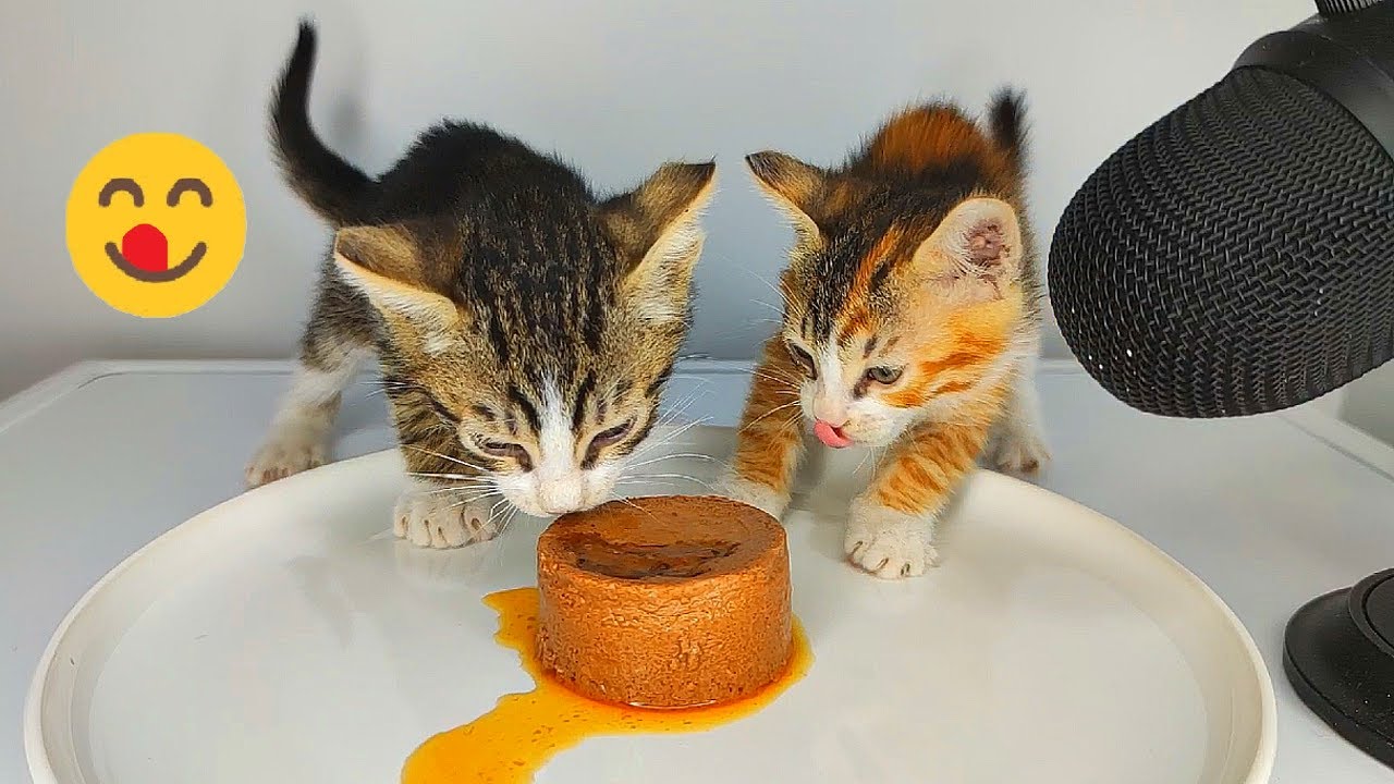 Kittens Eating Pate Cat Food ASMR