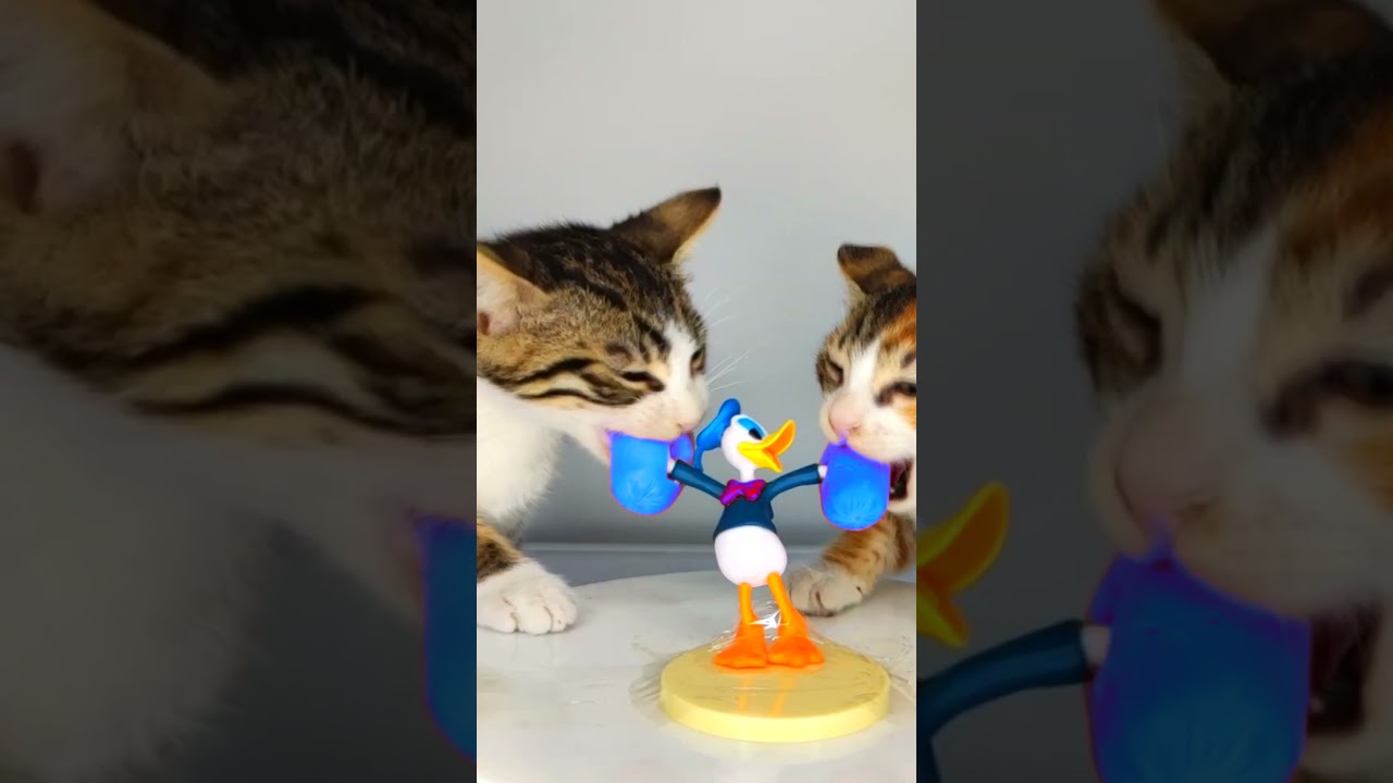 Kittens Try to Figure Out This Toy!