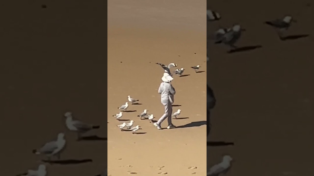 Behold! The Seagull Whisperer! 🤣🍞  #Seagull #Birds #Shorts