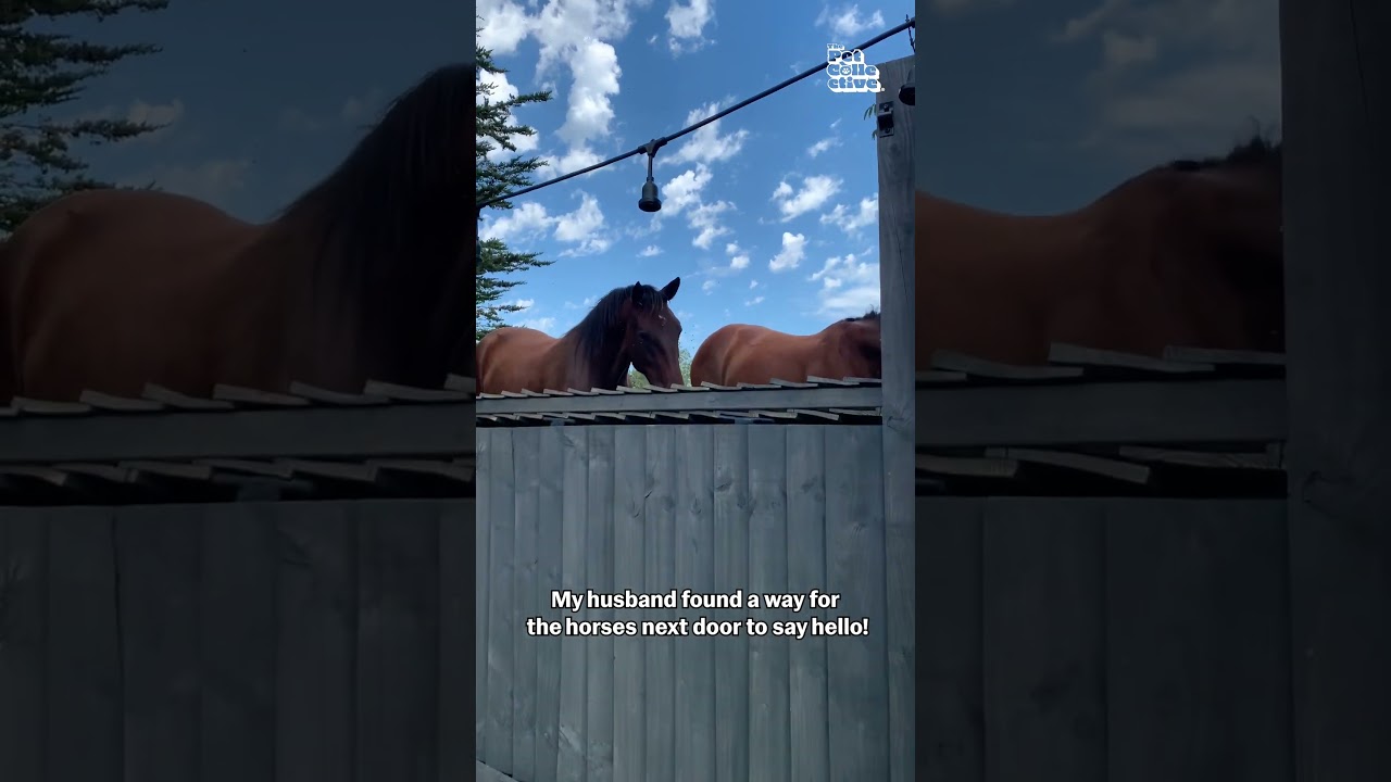Man Builds Retractable Fence So Horses Can Say Hello!