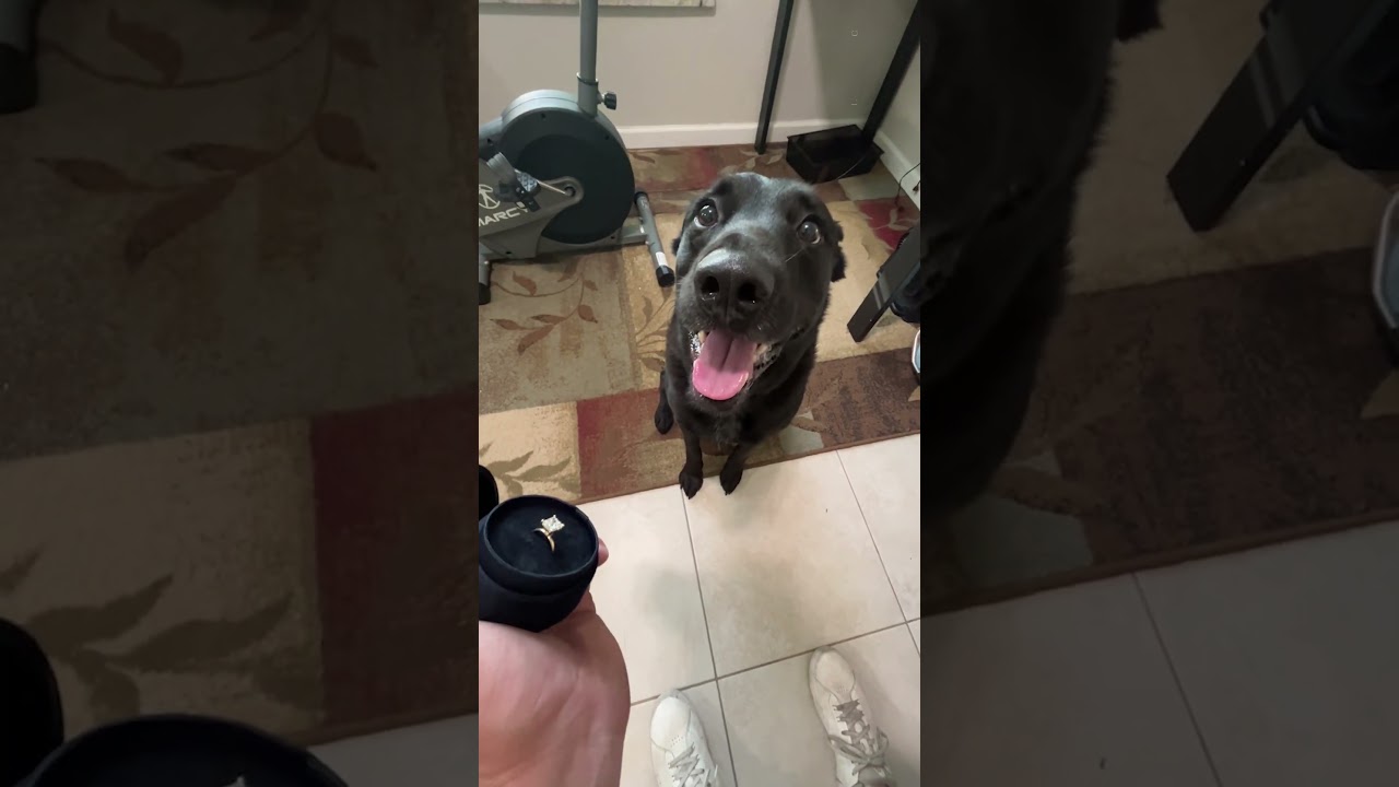 Man Shows Engagement Ring To Dog For Approval