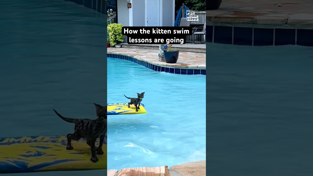 Man Spends Time Teaching Kitten How To Swim