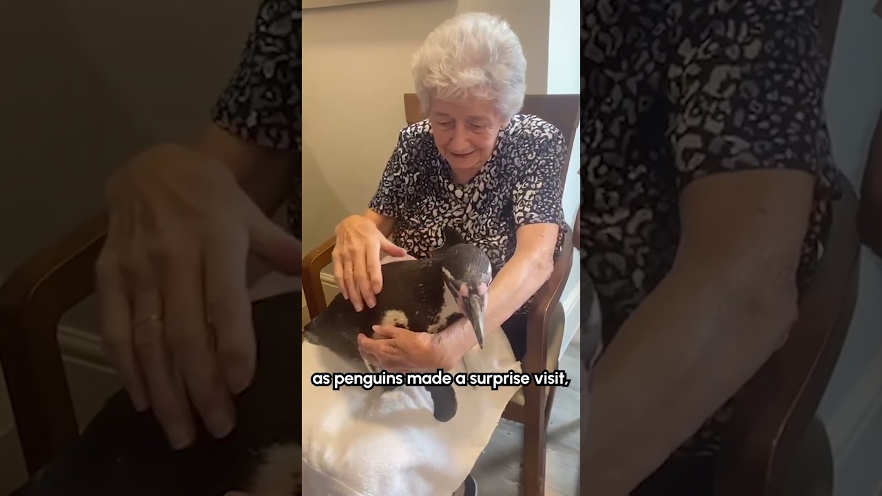 Nursing Home Gets Surprised With A Visit From Penguins!