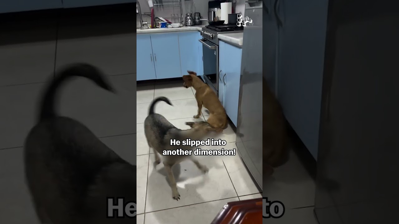 Bro just discovered a portal to another universe in the kitchen! 😯💥🐶
