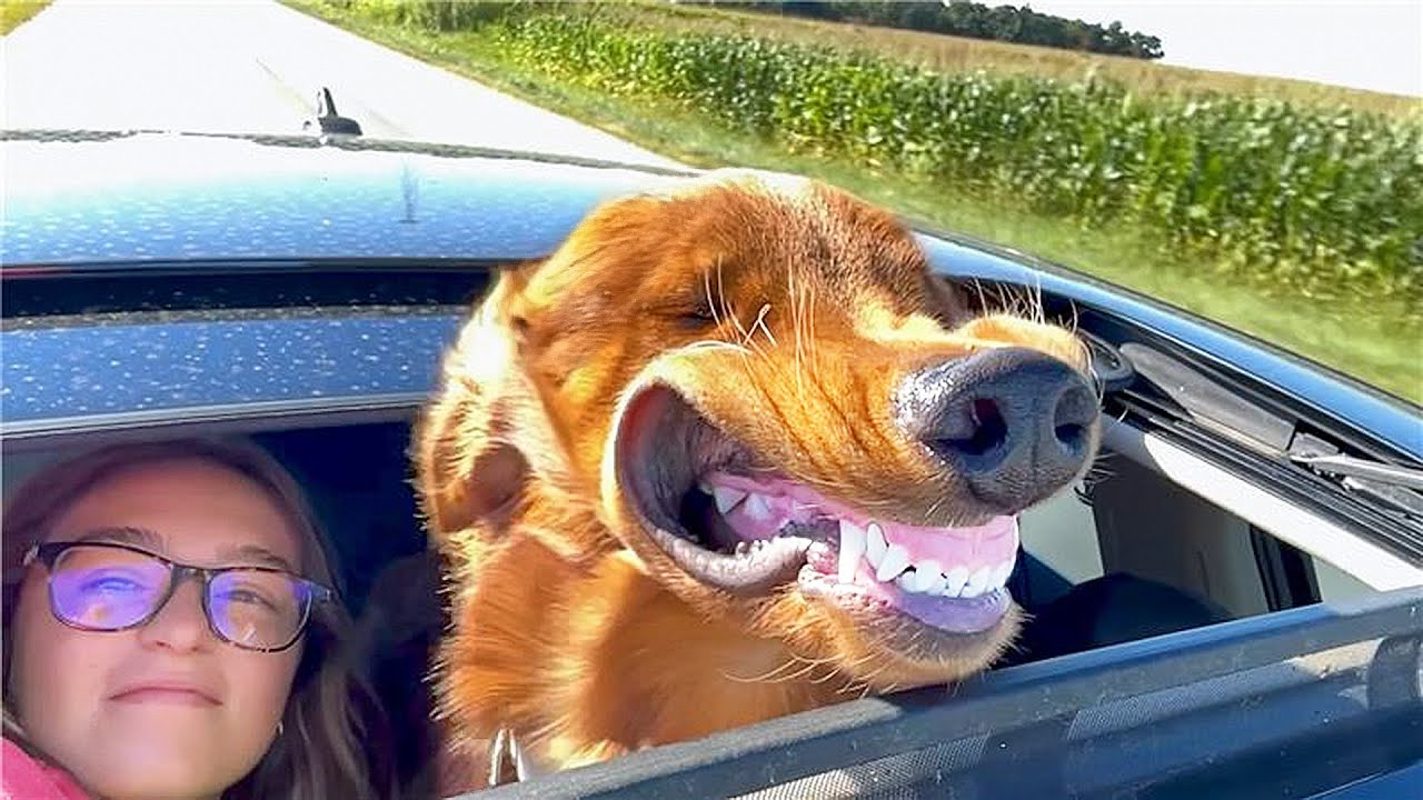 SUPER Smiley Dog Loves Car Rides 😂| 1 HOUR of FUNNY Pet Shorts