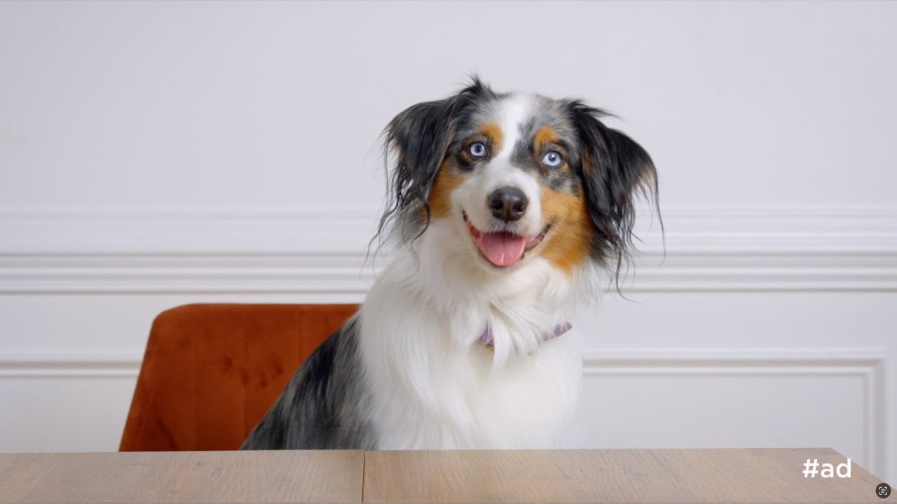 Pet Confessions With Dylan And Artemis