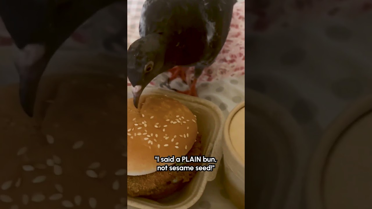 Pigeon Picks Sesame Seeds Off Of Burger Bun