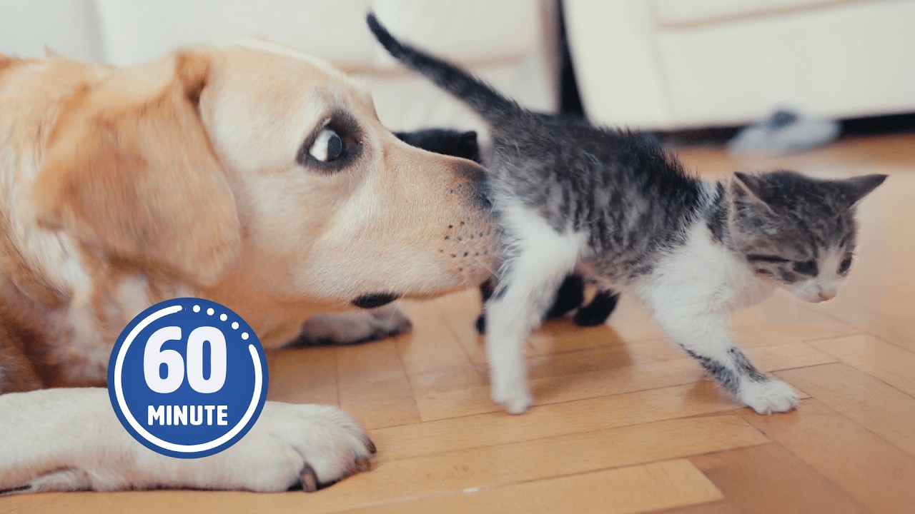 PUPPIES and KITTENS 😍 | 60 Minutes of FUNNY Pets