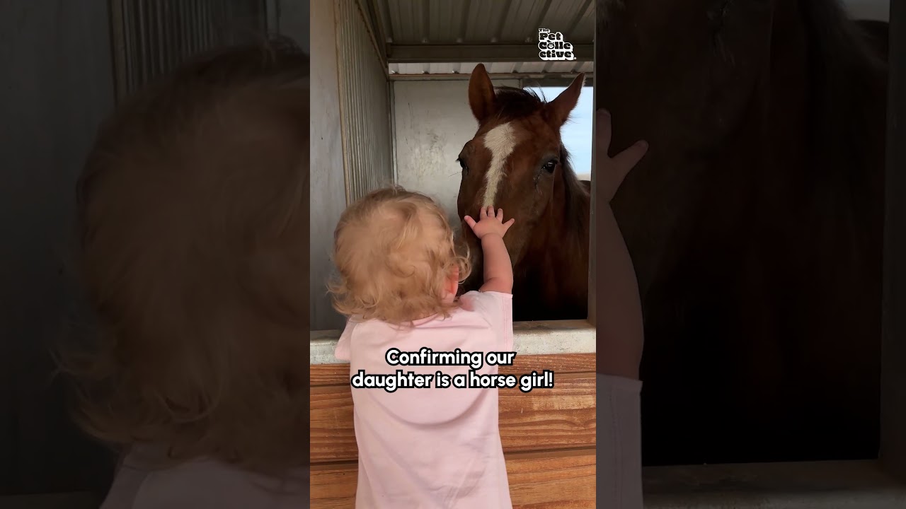 Little Girl Calls Horse Over For Cuddles 🥰 #Horses #FarmLife #CuteAnimalVideos