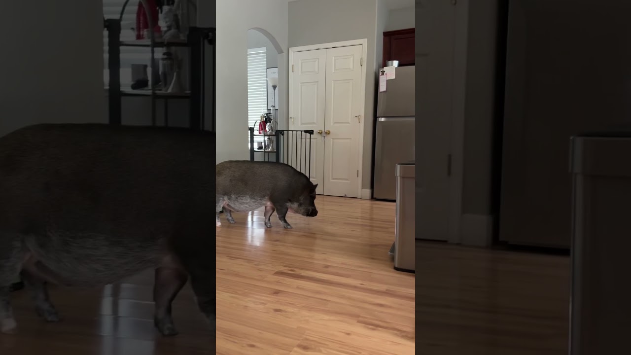 Talking Pig DEMANDS Treats!