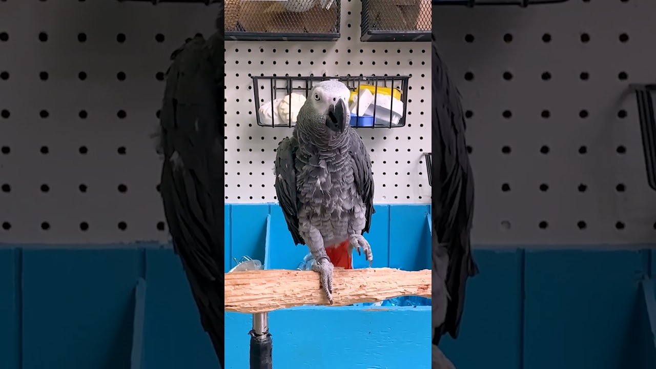 The Funniest Bird Shorts!