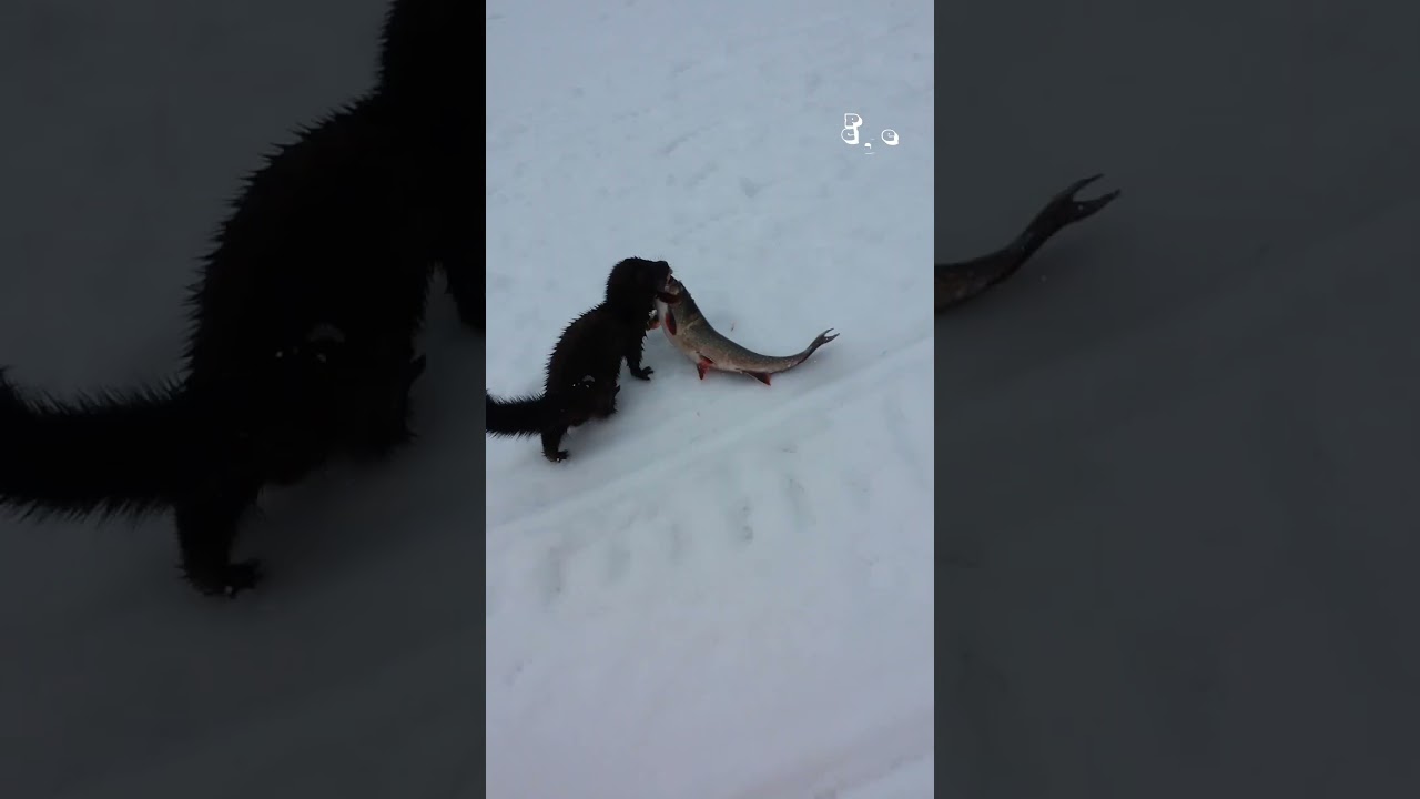 These animals need to go to DETENTION! #Baddies #Funny #Pets