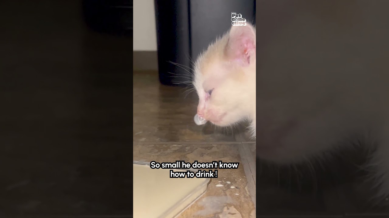 Tiny Kitten Blows Bubbles From Nose While Drinking