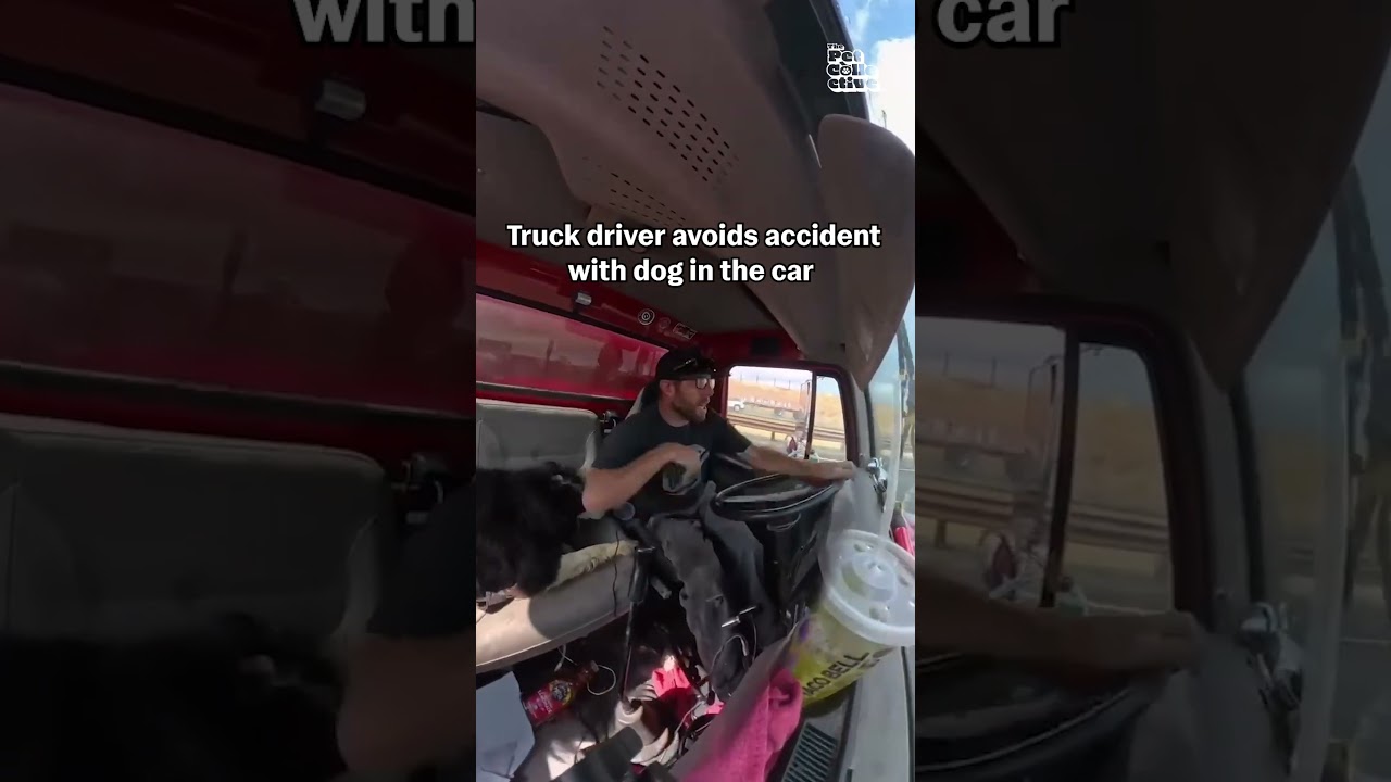 Truck Driver Swerves To Avoid Accident With Beloved Dog In Cabin