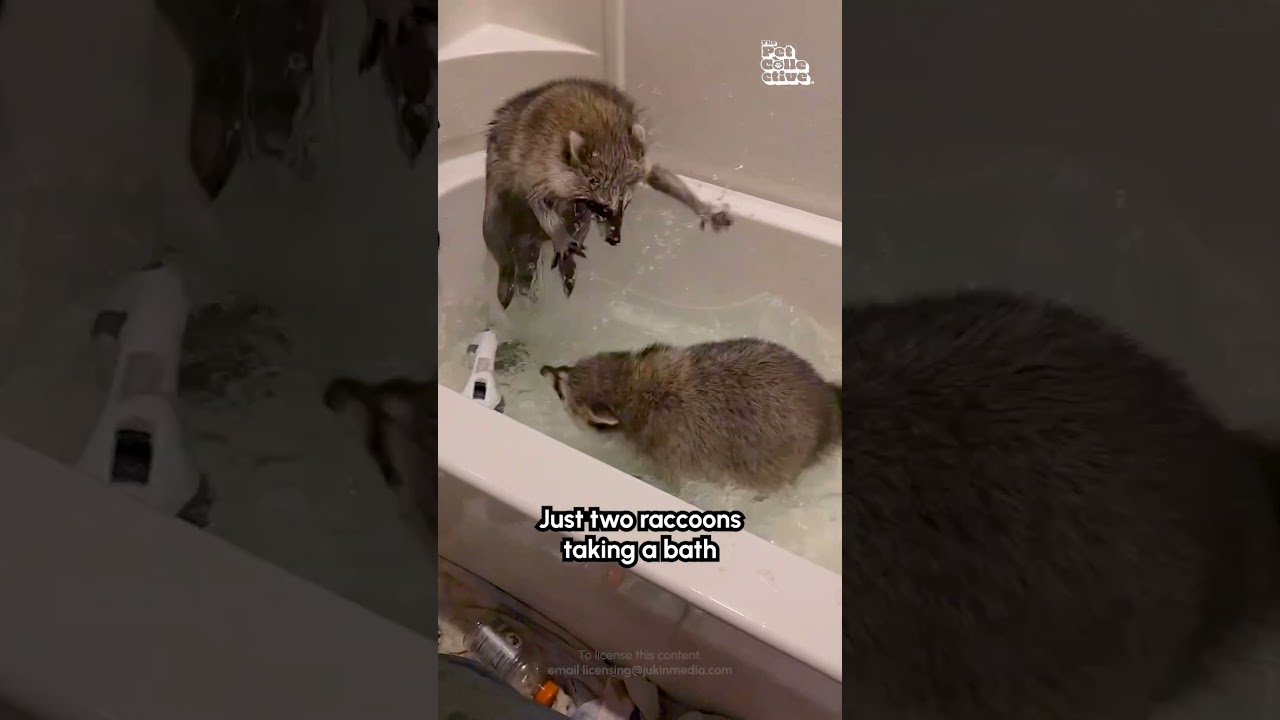 Two Adorable Raccoons Enjoy Playing in Bathtub