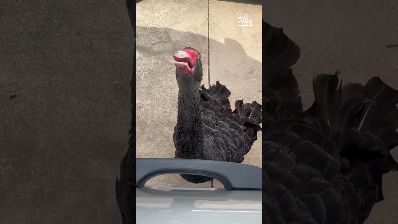 Vocal Black Swan Greets Woman Outside Car