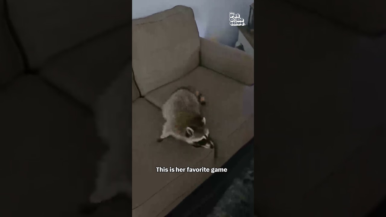 Weird Raccoon Loves Being Tossed On Sofa