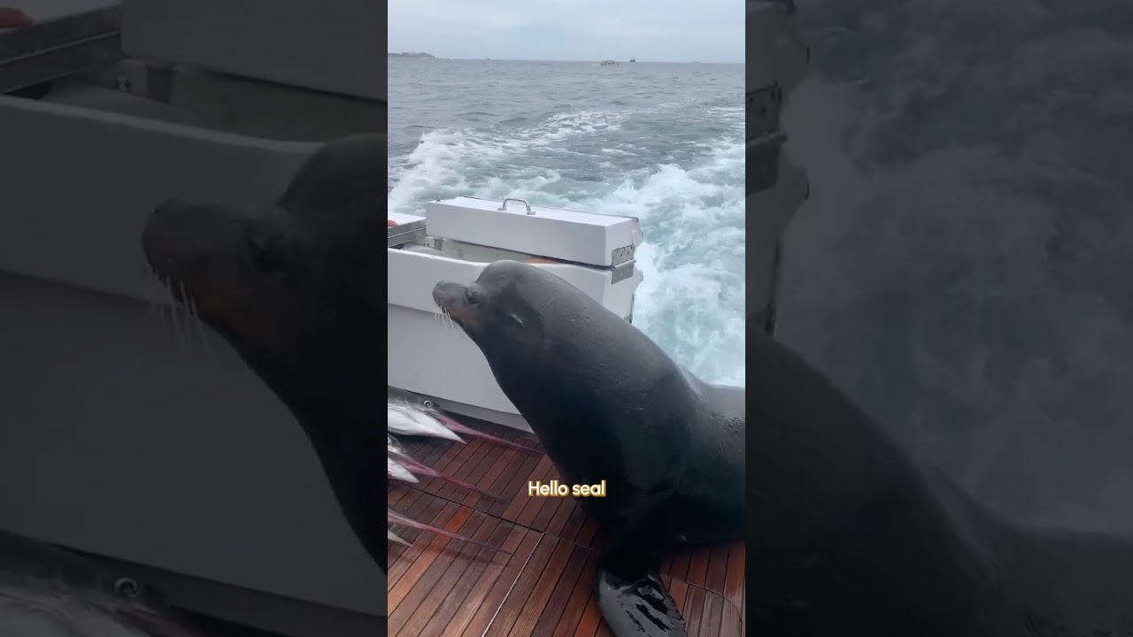 Wild Sea Lion VAULTS Onto Boat Demanding Fish! #Shorts #Ocean #SeaLion