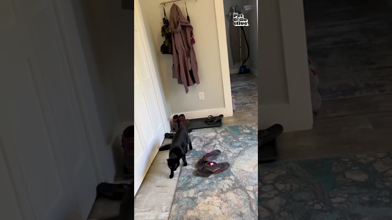 Gotta love an easily entertained cat! 😹💥 #Cat #FunnyCat #CatLover
