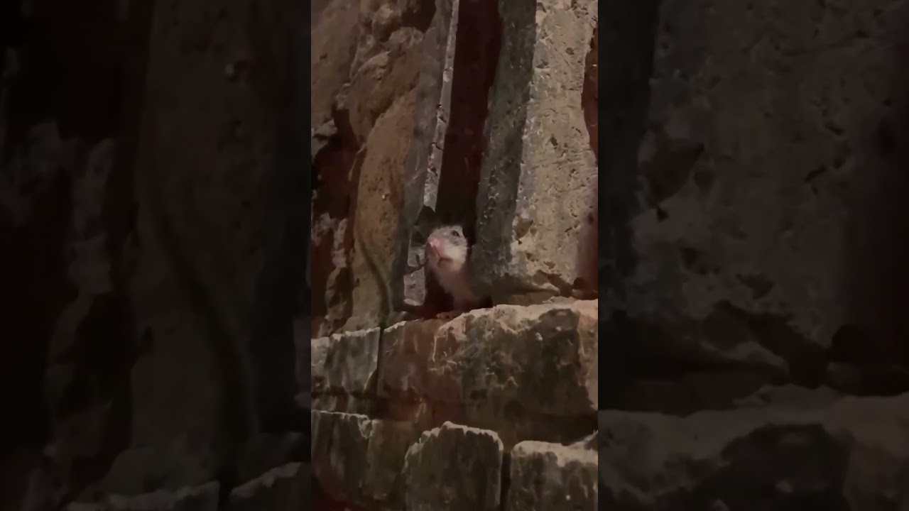 Oh, don’t worry about him, that’s just my good friend Remy the rat 🤷🤣🐀