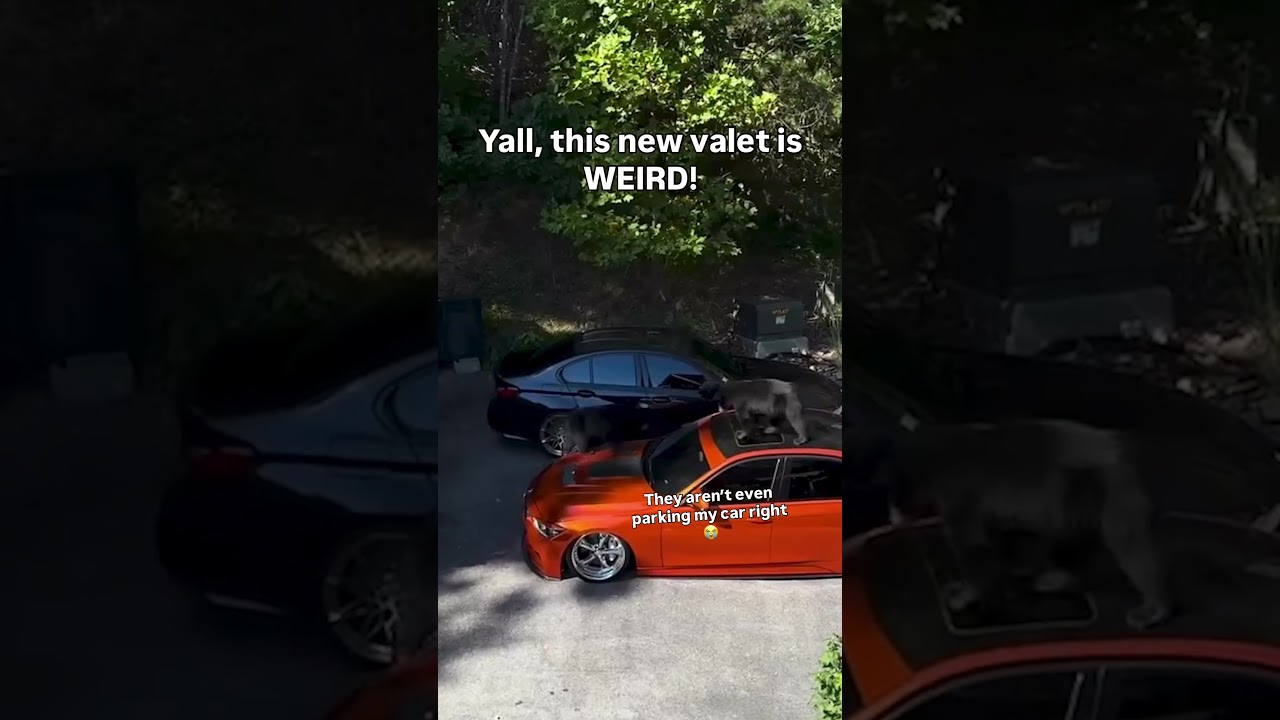 Last time I pay these guys to take care of my car 🙄🤣🐻 #Bears #Cars #BabyAnimals