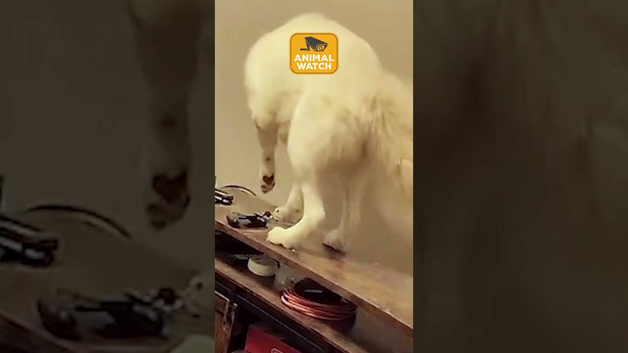 🚨👀 PROOF that Dogs are the WORST roommates!!   #CCTV #Funny #Fail #Dogs