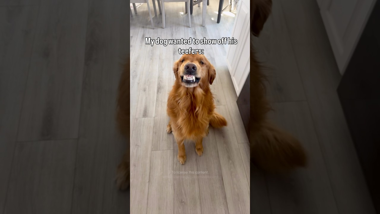 Those are some pretty perfect teef! 🤣🦷🥰 (Via - Courtney S.) #goldenretriever #funnydog #dog