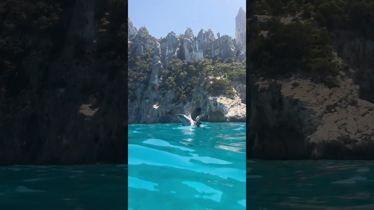 Amazing Dolphin Wants To Show Off