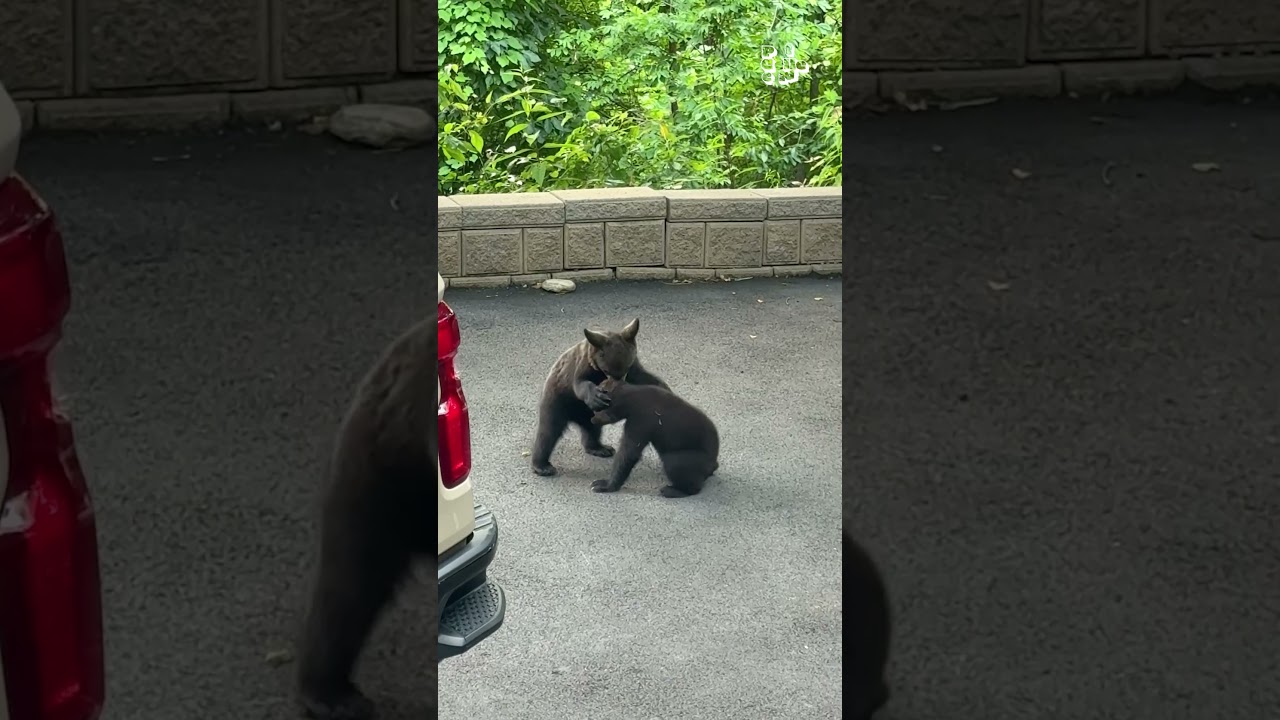 Baby Bears Playfully Wrestle With Each Other