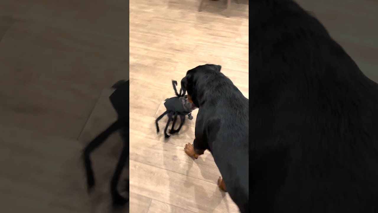 Big Dog Gets Chased By Puppy In Spider Costume