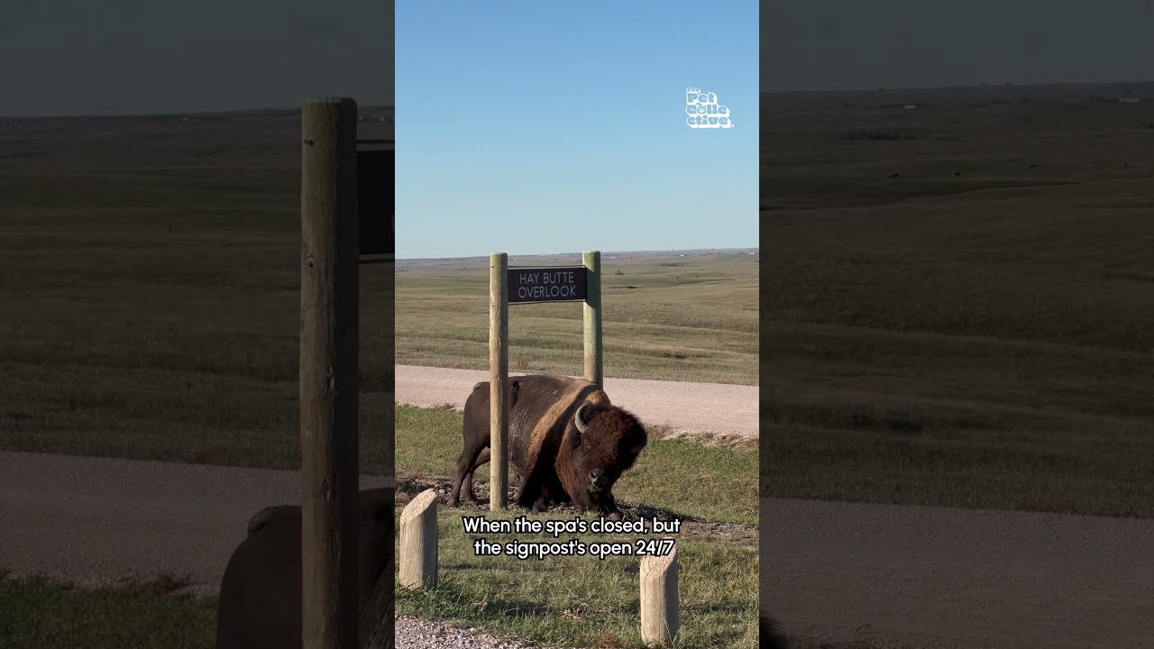 Bison Uses Park Sign Post To Scratch Its Back! 🤣